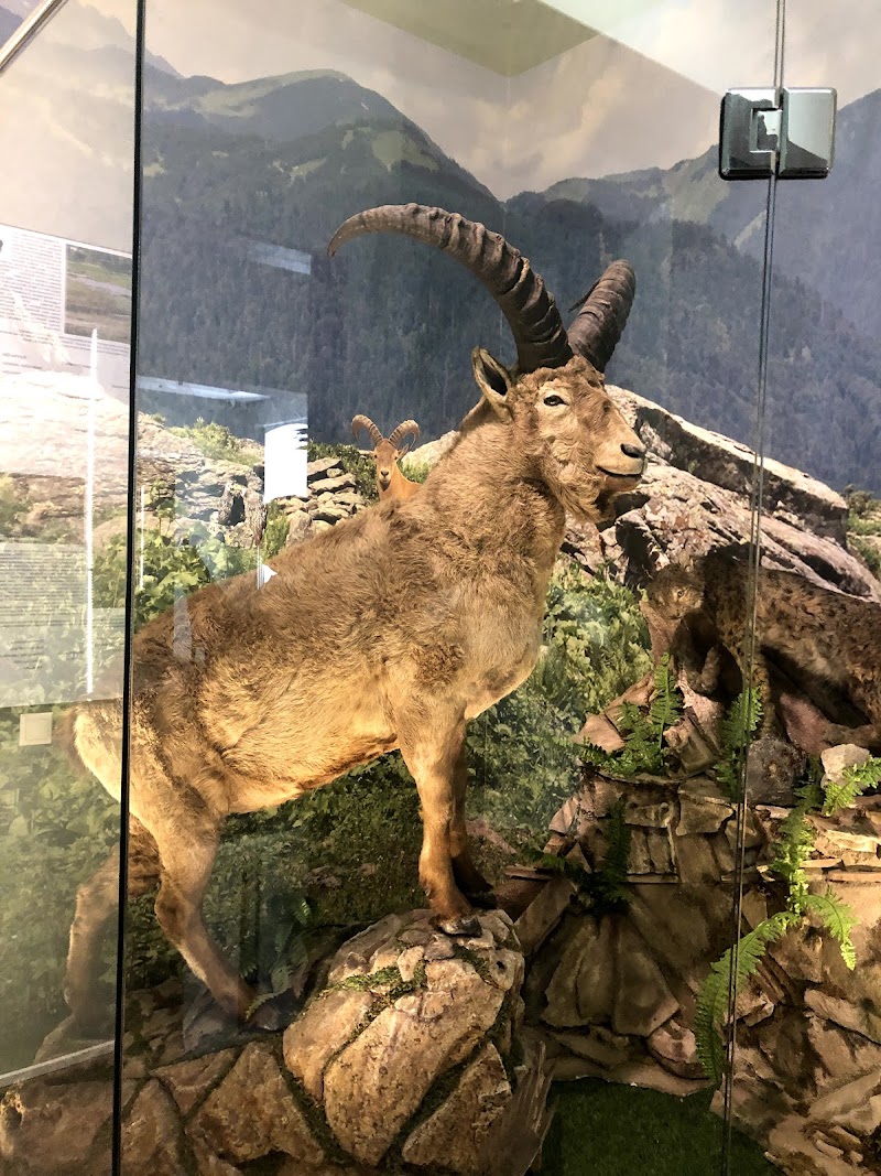 Abkhazian State Museum: A Cultural Journey - Sokhumi - Georgia - booked ai
