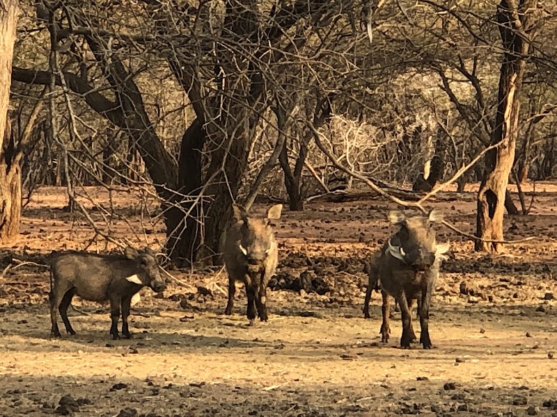 Explore the Gaborone Game Reserve - Gaborone - Botswana - booked ai