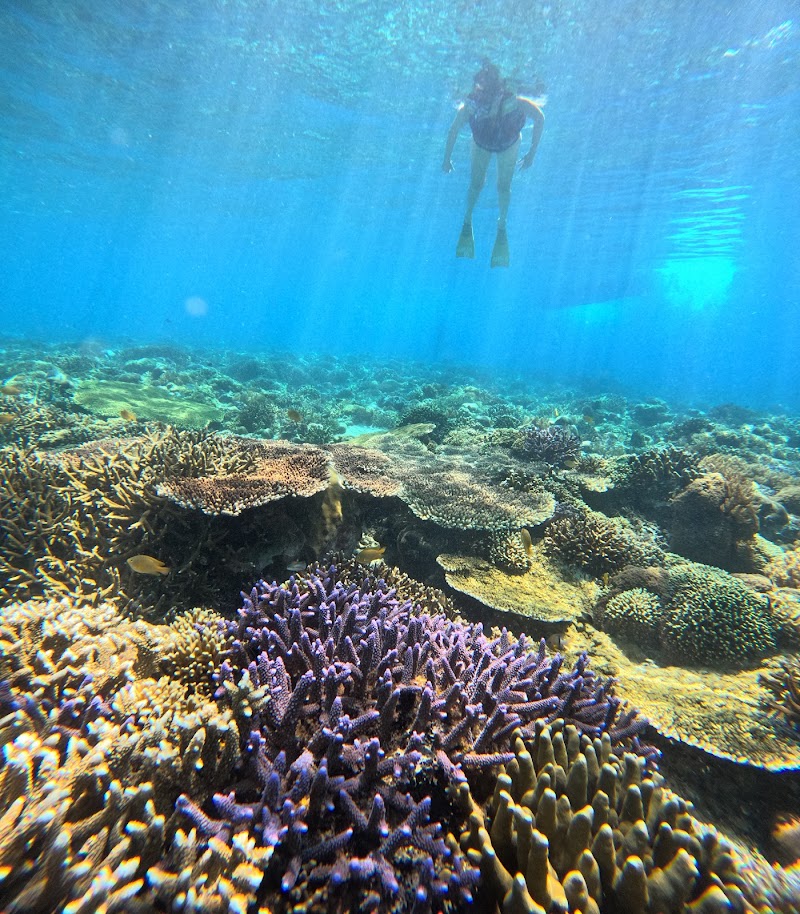 Snorkeling at Gili Trawangan - Gili Trawangan - Indonesia - booked ai