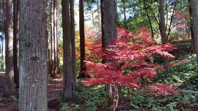 Explore Eastwoodhill Arboretum - Ngatapa - New Zealand - booked ai