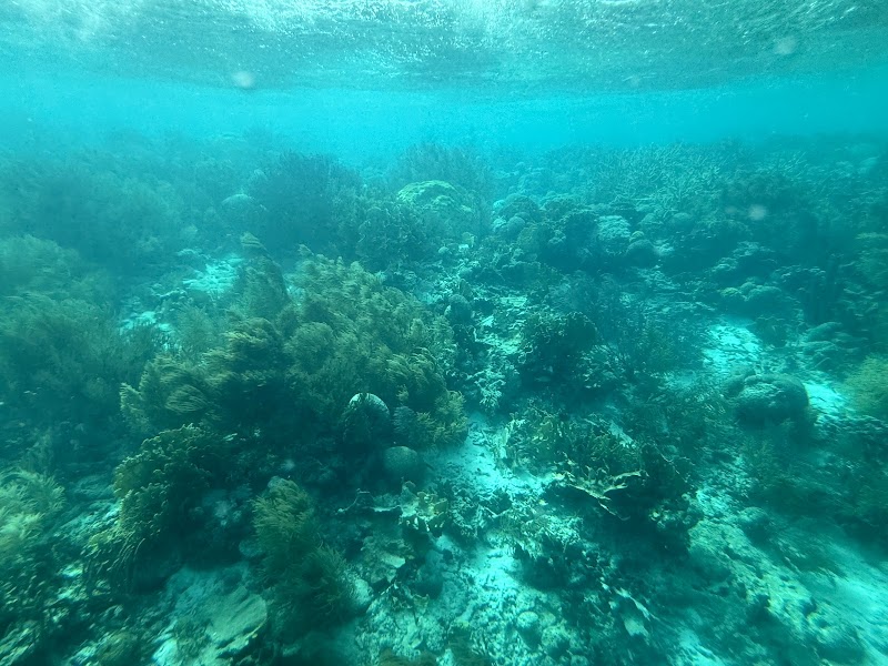 Bon Sea Semi Submarine Adventure - Kralendijk - Caribbean Netherlands - booked ai