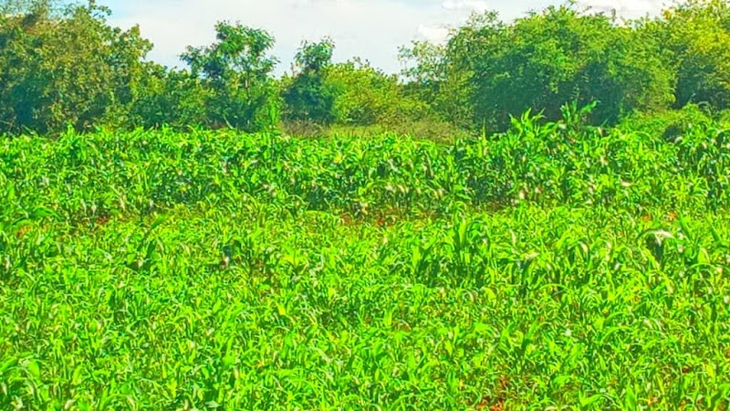 Isha Gobka - Hargeisa - Somalia - booked ai