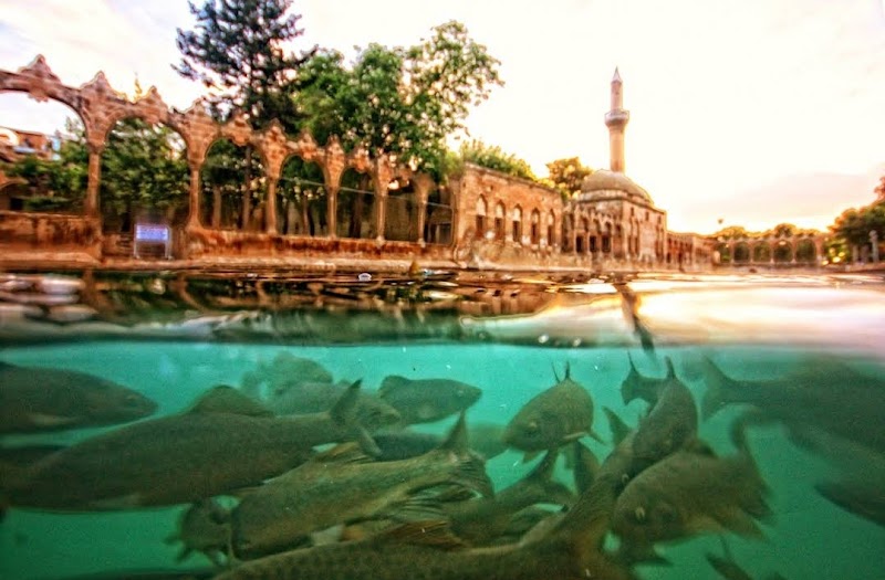 Fish Lake - Şanlıurfa - Türkiye - booked ai