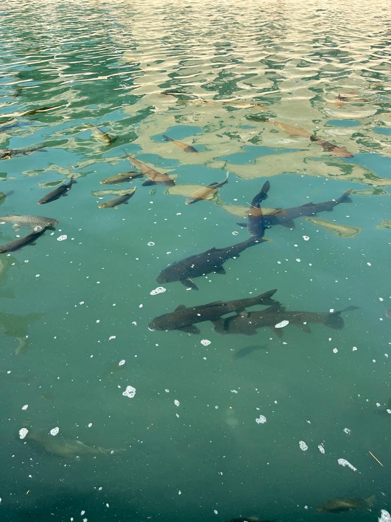 Fish Lake - Şanlıurfa - Türkiye - booked ai