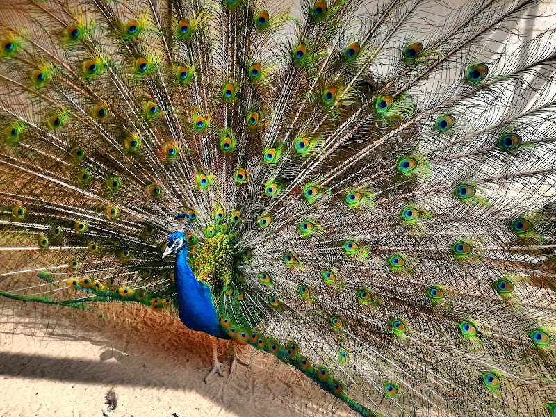 King Abdullah II Gardens - Aydoun - Jordan - booked ai