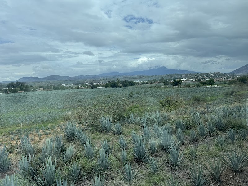 Tour the Tequila Express to the town of Tequila - Guadalajara - Mexico - booked ai