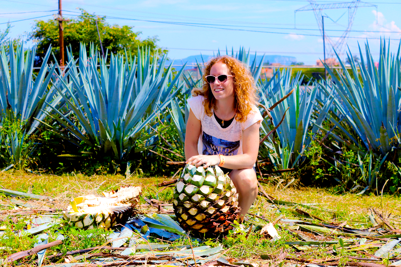 Tour the Tequila Express to the town of Tequila - Guadalajara - Mexico - booked ai