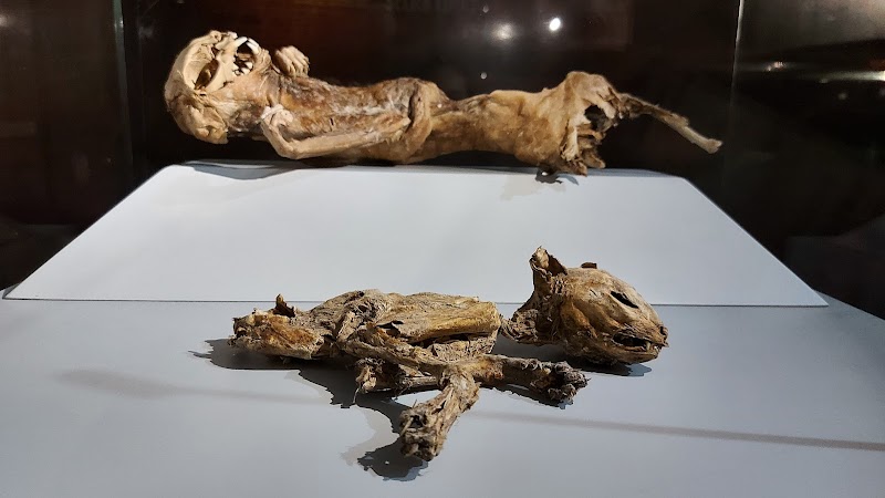 Discovering History: A Tour of Aksaray Museum - Aksaray - Türkiye - booked ai