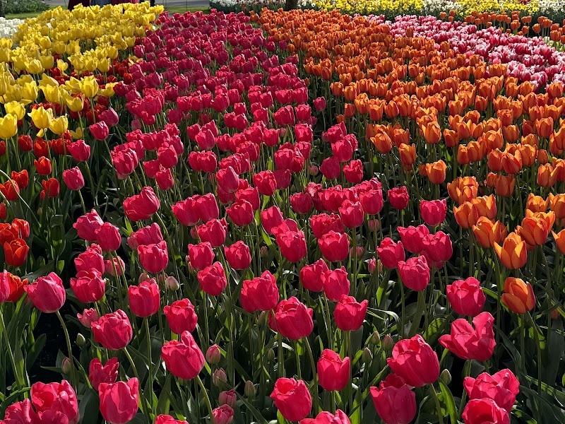 Keukenhof Gardens - Lisse - Netherlands - booked ai