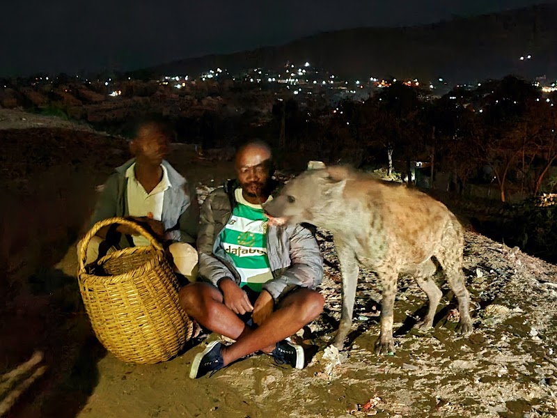 Feeding Hyenas at the Hyena Man Show - Harar - Ethiopia - booked ai