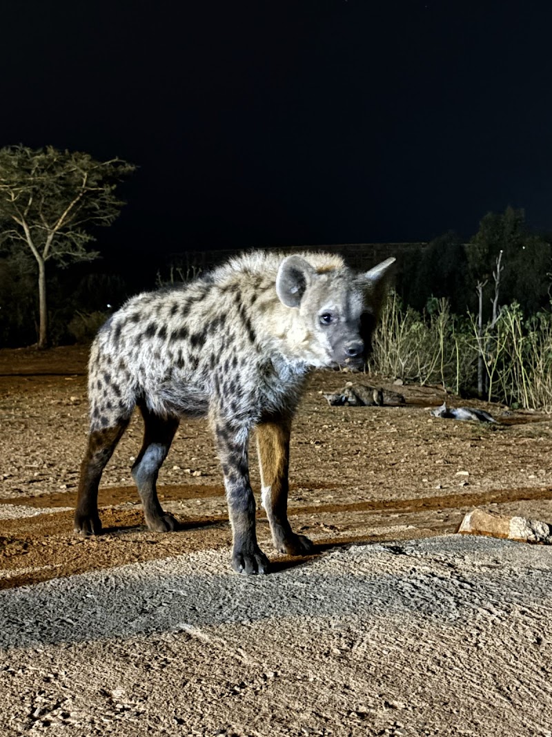 Feeding Hyenas at the Hyena Man Show - Harar - Ethiopia - booked ai