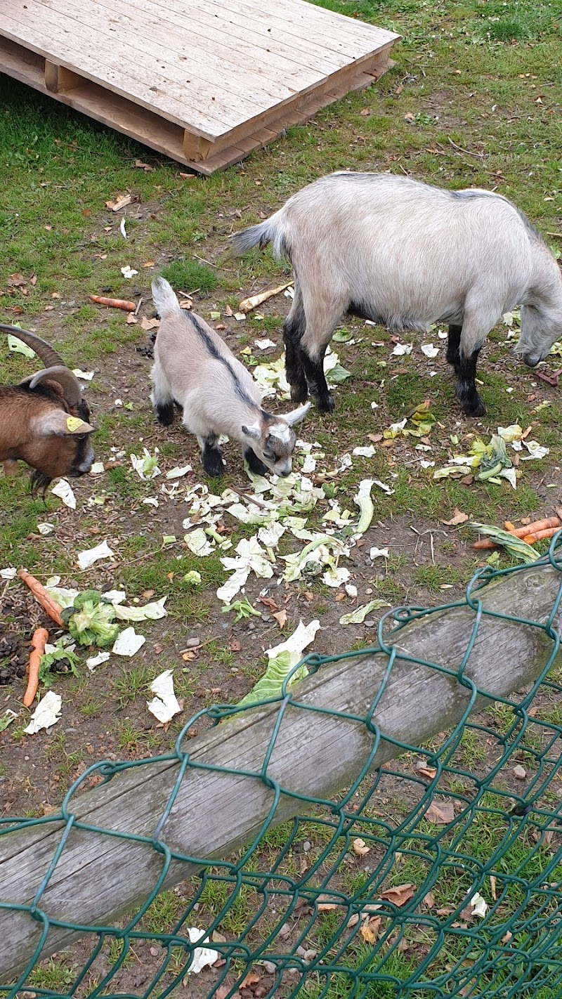 Hjørring Tierpark (Hjørring Zoo & Botanical Garden) - Hjørring - Denmark - booked ai