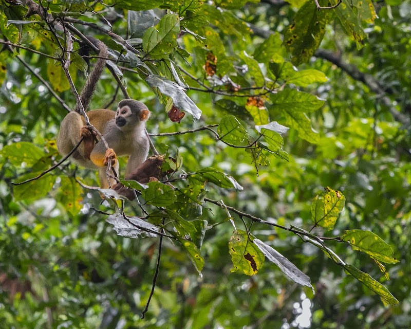 Amazon Rainforest Lodge - Iquitos - Peru - booked ai