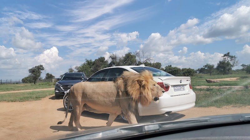 Lion & Safari Park - Broederstroom - South Africa - booked ai