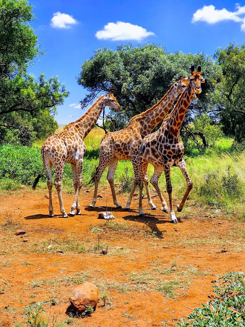 Lion & Safari Park - Broederstroom - South Africa - booked ai