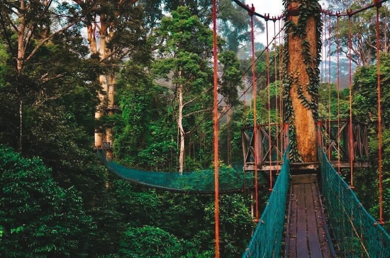 Explore Danum Valley Conservation Area - Lahad Datu - Malaysia - booked ai