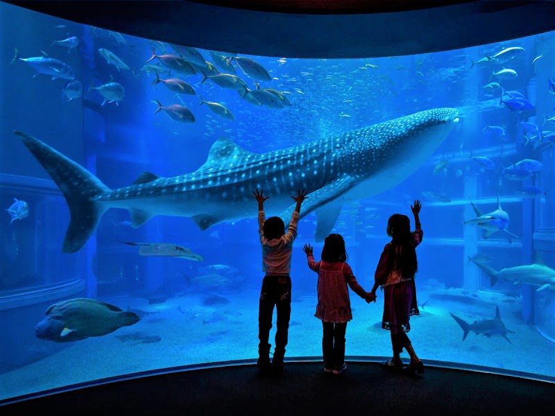 Kagoshima City Aquarium - Kagoshima - Japan - booked ai
