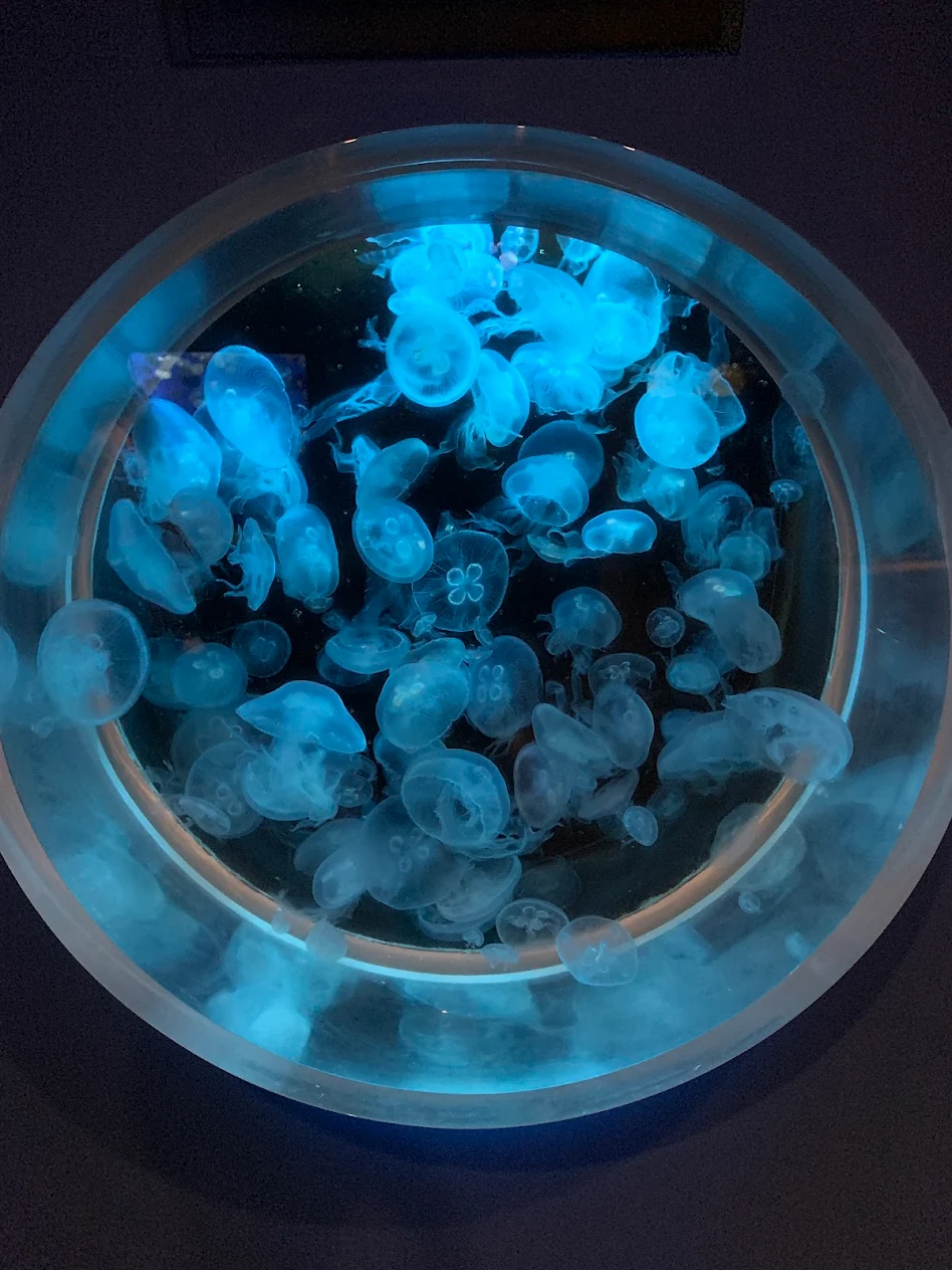 Kagoshima City Aquarium - Kagoshima - Japan - booked ai