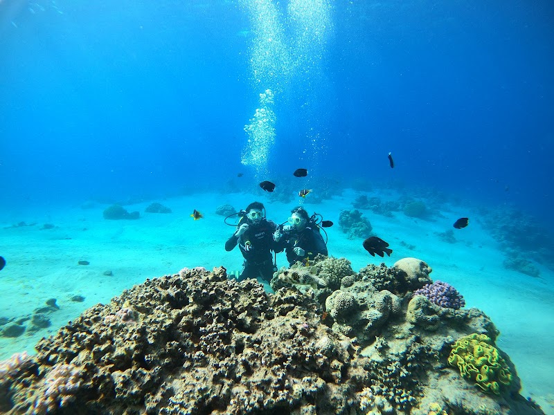 Snorkeling and Diving in the Red Sea - Aqaba - Jordan - booked ai