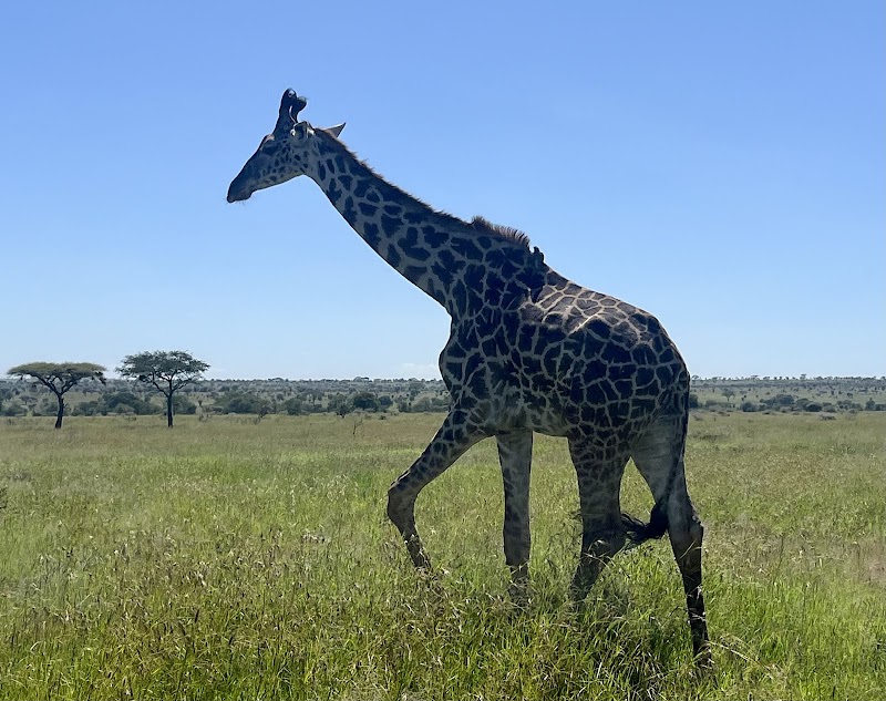 Safari in Serengeti National Park - Arusha - Tanzania - booked ai