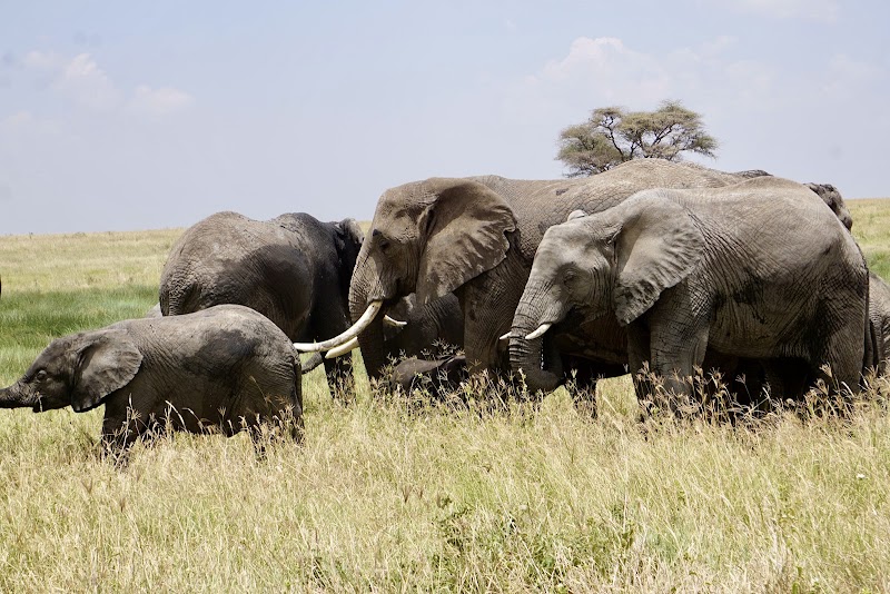 Safari in Serengeti National Park - Arusha - Tanzania - booked ai