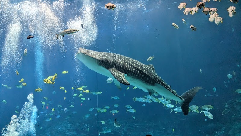 Georgia Aquarium - Atlanta - United States - booked ai
