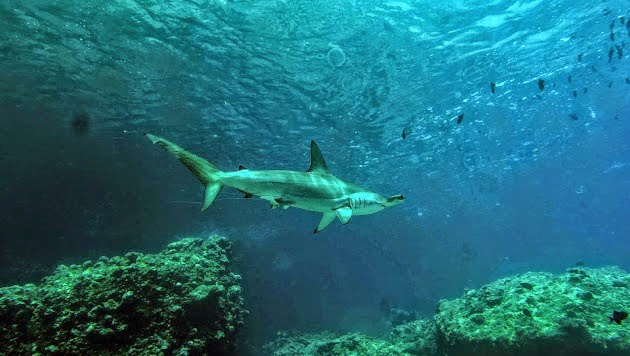 Snorkeling at Lava Flow - Nusantara - Indonesia - booked ai