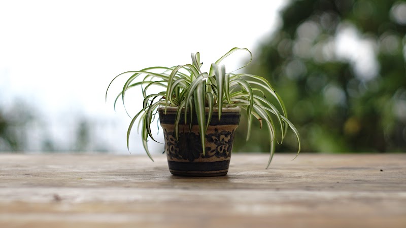 Kawah Putih (White Crater) - Bandung - Indonesia - booked ai