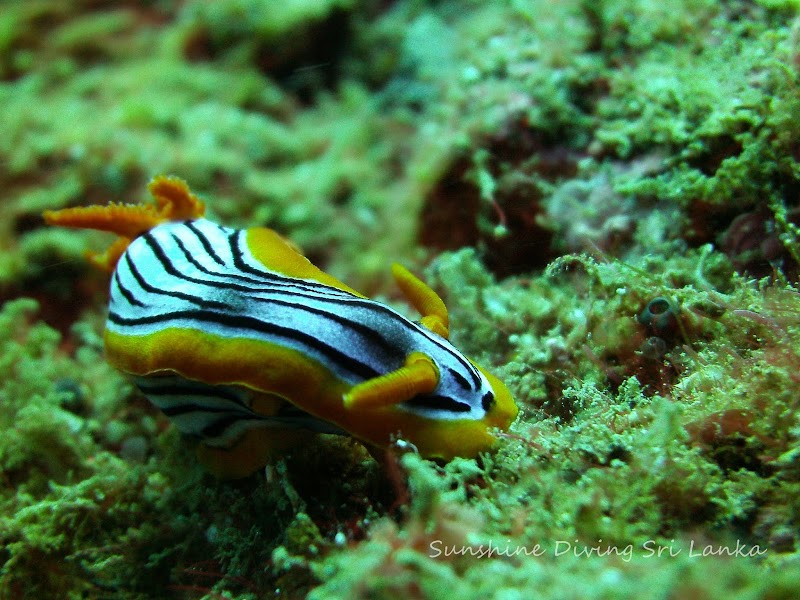 Secret Island - Beruwala - Sri Lanka - booked ai