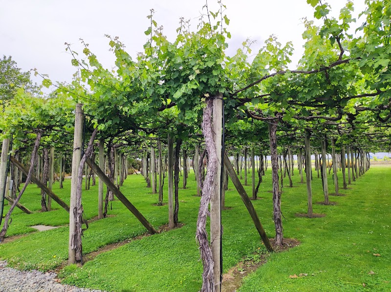 Wine Tasting in Marlborough Wine Region - Blenheim - New Zealand - booked ai