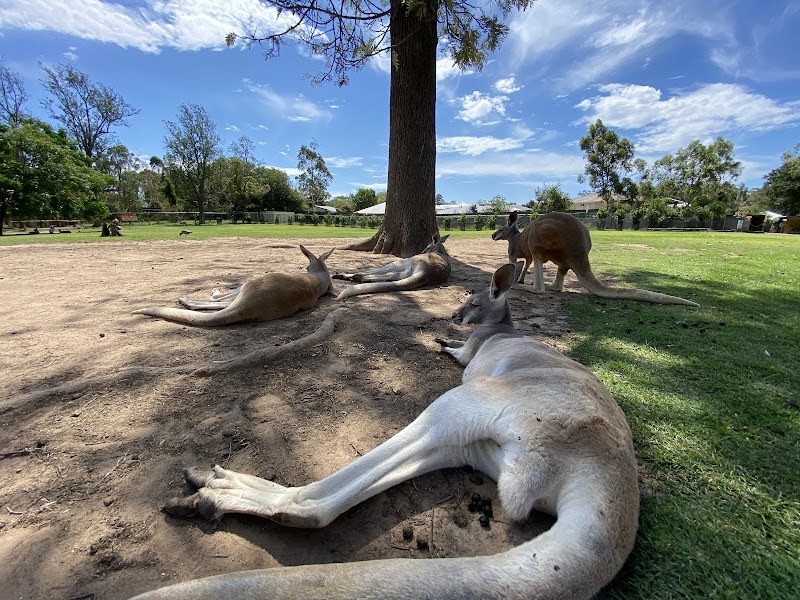 Lone Pine Koala Sanctuary - Fig Tree Pocket - Australia - booked ai