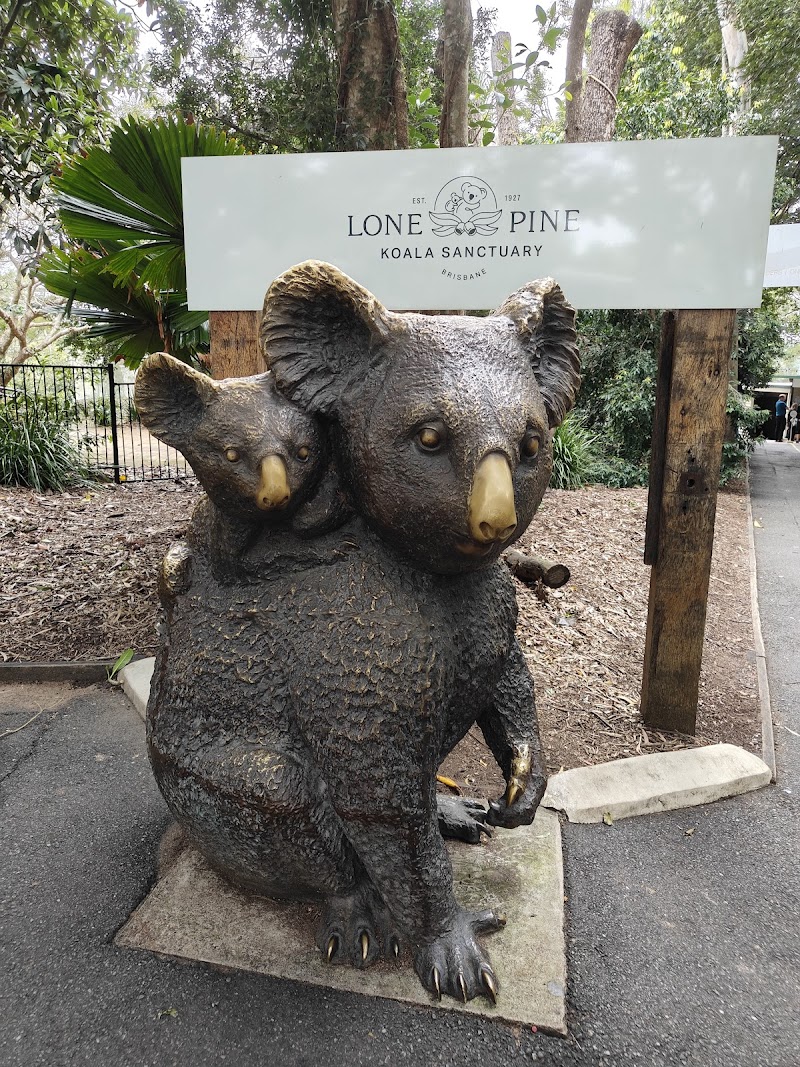 Lone Pine Koala Sanctuary - Fig Tree Pocket - Australia - booked ai