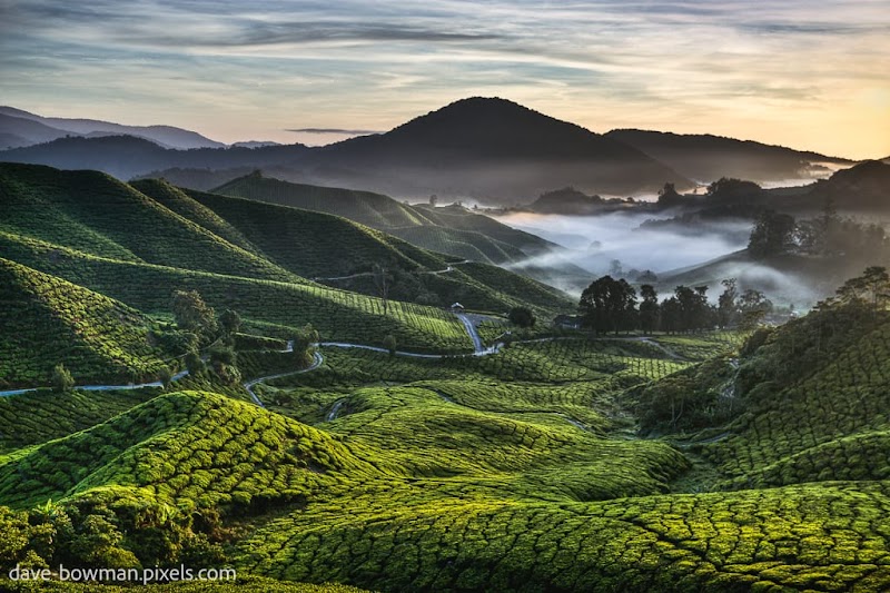 Visit the BOH Tea Plantation - Brinchang - Malaysia - booked ai