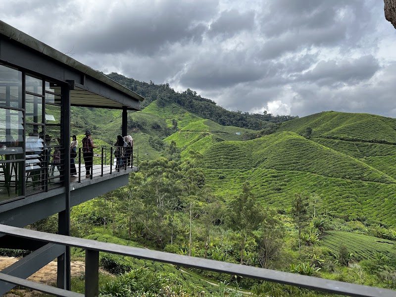 Visit the BOH Tea Plantation - Brinchang - Malaysia - booked ai