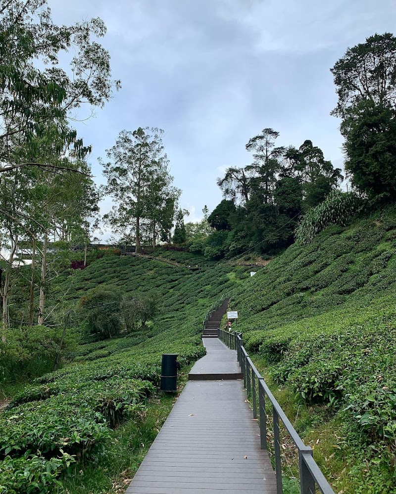 Visit the BOH Tea Plantation - Brinchang - Malaysia - booked ai