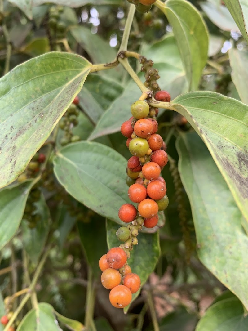 Kampot Pepper Plantations - Kampot - Cambodia - booked ai