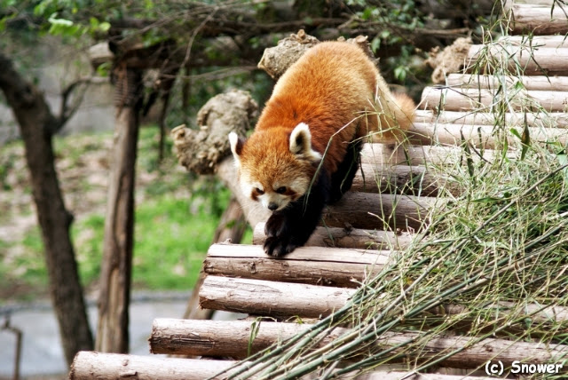 Visit the Chengdu Research Base of Giant Panda Breeding - Cheng Du Shi - China - booked ai
