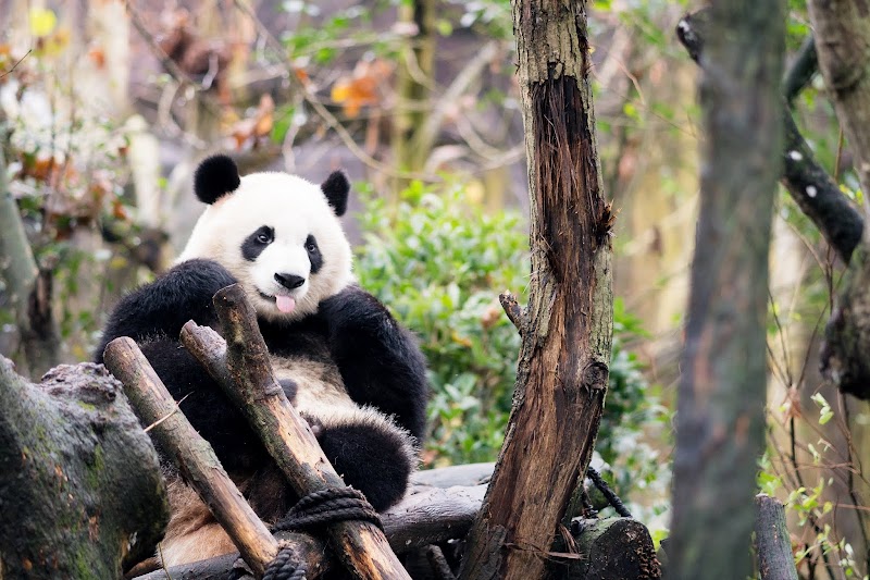 Visit the Chengdu Research Base of Giant Panda Breeding - Cheng Du Shi - China - booked ai
