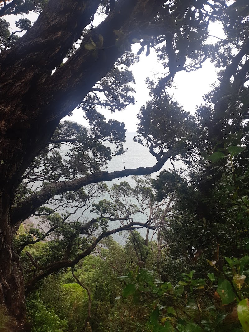 Kauri Block - Coromandel - New Zealand - booked ai