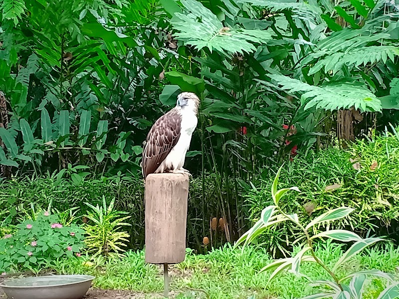 Visit the Philippine Eagle Center - Davao City - Philippines - booked ai
