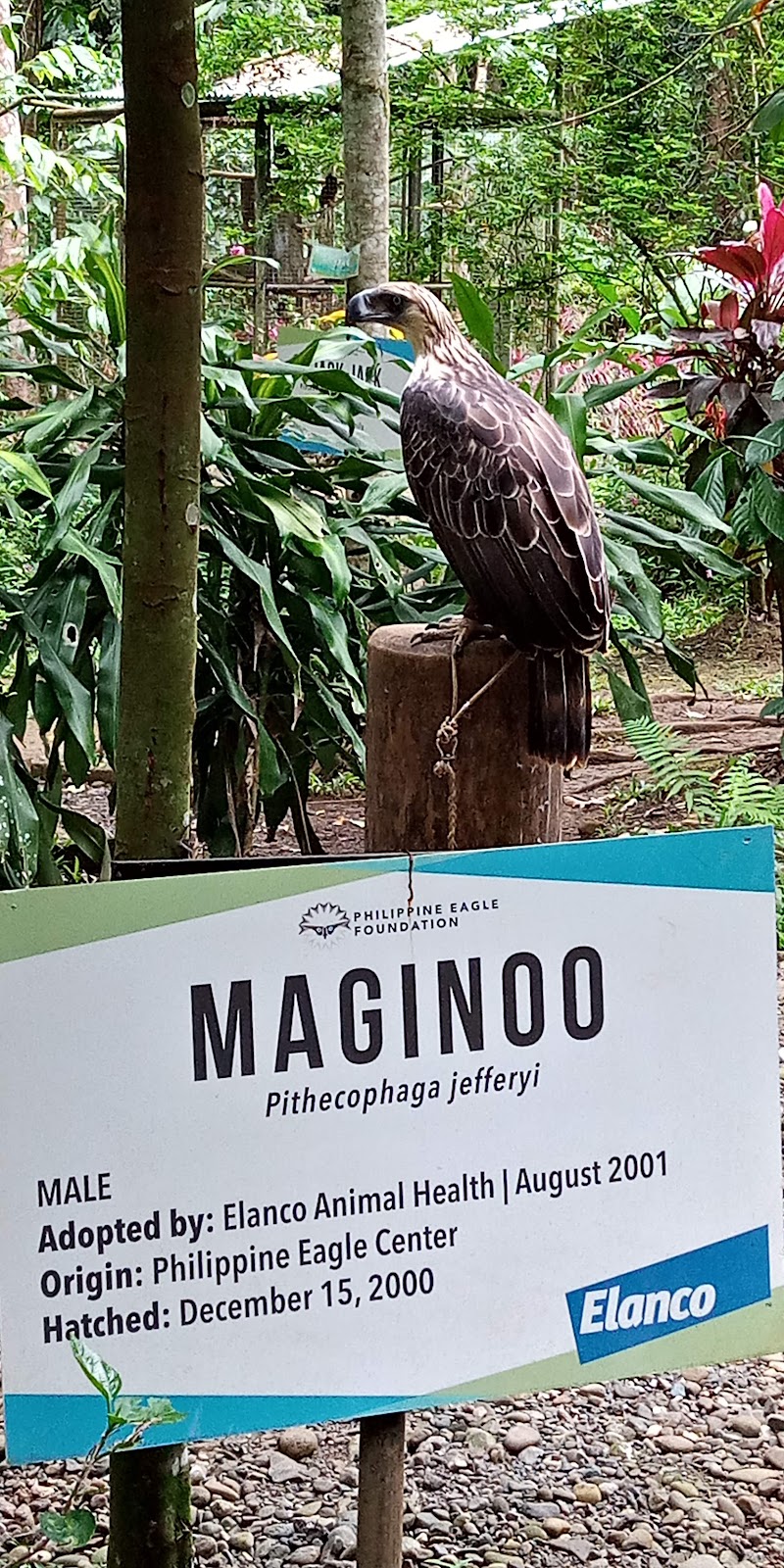 Visit the Philippine Eagle Center - Davao City - Philippines - booked ai