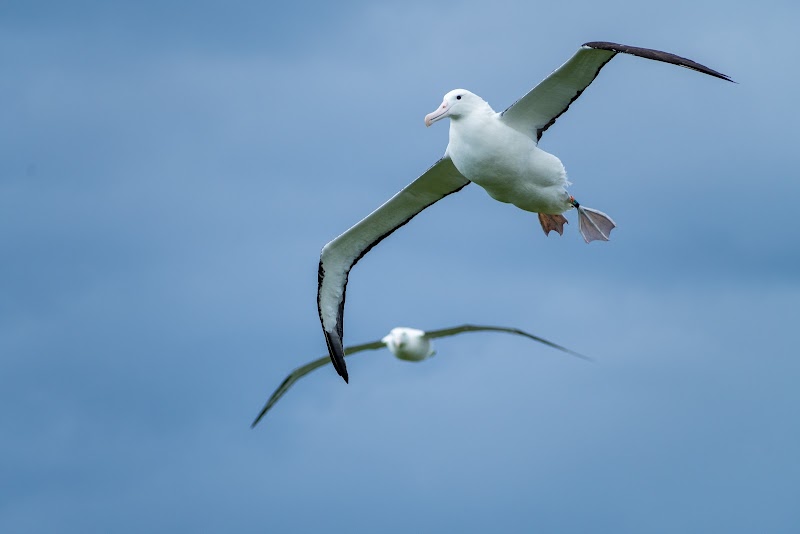 Visit the Royal Albatross Centre at Taiaroa Head - Harington Point - New Zealand - booked ai