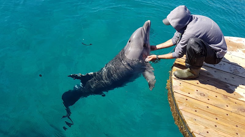 Dolphin Reef - Eilat - Israel - booked ai
