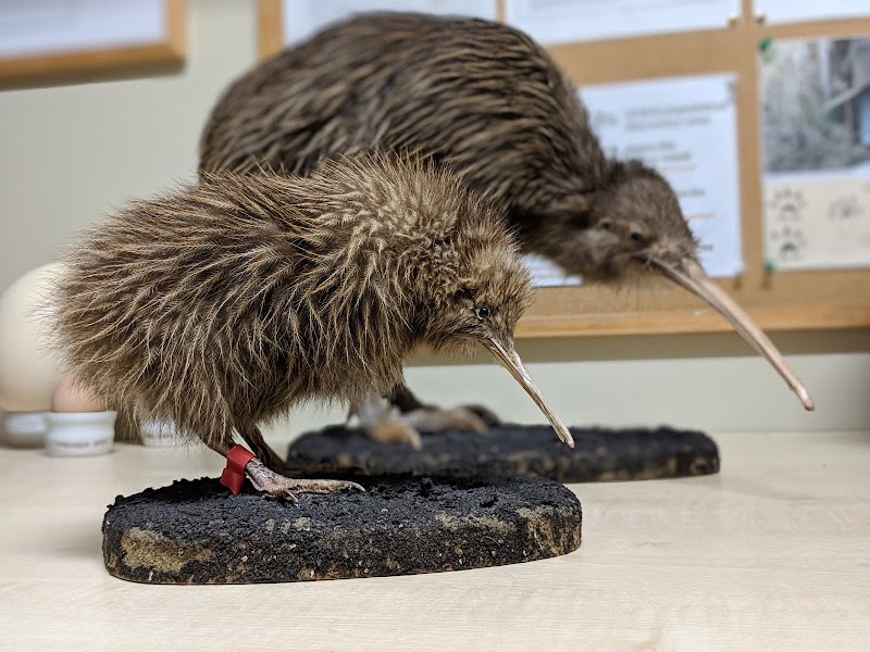 West Coast Wildlife Centre - Franz Josef / Waiau - New Zealand - booked ai