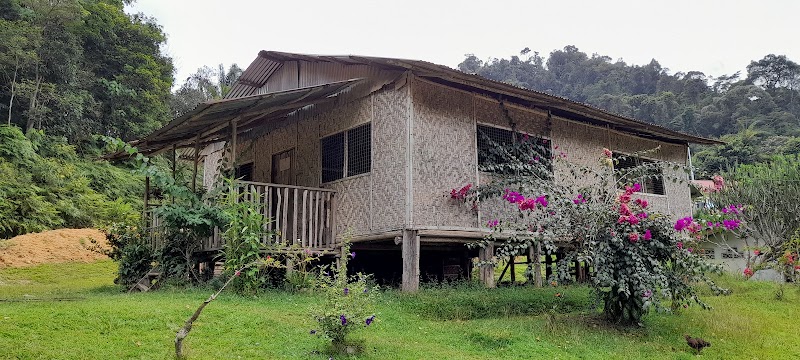 Explore Gua Musang Cave - Gua Musang - Malaysia - booked ai