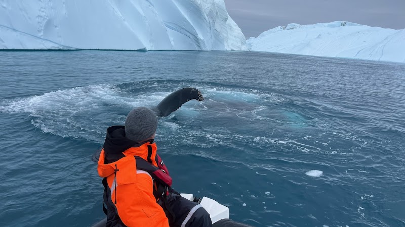 Boat Tour to Ilulissat Icefjord - Ilulissat - Greenland - booked ai