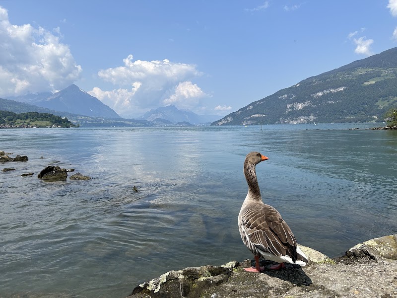 Harder Kulm - Unterseen - Switzerland - booked ai
