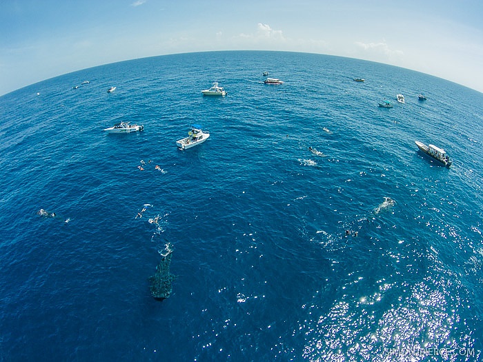Swimming with Whale Sharks - Holbox - Mexico - booked ai
