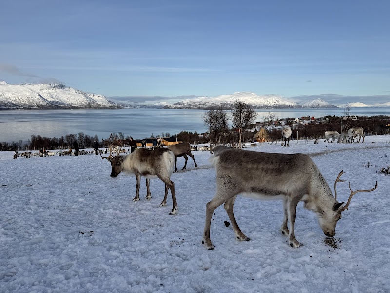 Experience a reindeer sledding tour with a Sami guide - Tromsø - Norway - booked ai