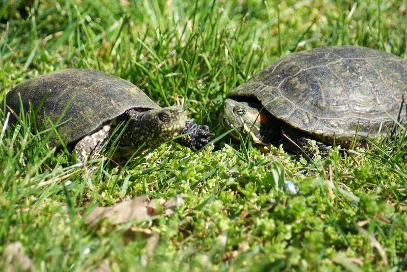 Explore the Kecskemét Zoo and Safari Park - Kecskemét - Hungary - booked ai